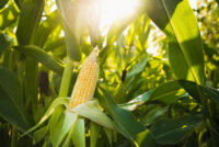 Vylor reveals first-ever corn yield and stability trait with 3 bu/acre gains ahead of Oct 1 Corteva split