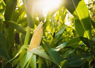 Vylor reveals first-ever corn yield and stability trait with 3 bu/acre gains ahead of Oct 1 Corteva split