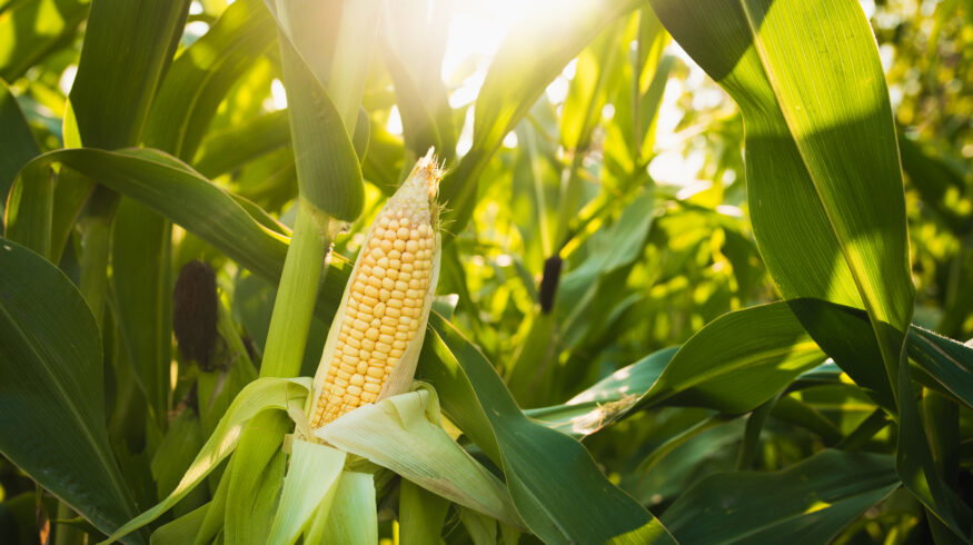 Vylor reveals first-ever corn yield and stability trait with 3 bu/acre gains ahead of Oct 1 Corteva split
