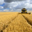 Hydrogel beads deliver nitrogen-fixing bacteria to cereal crop roots in new SDSU proof of concept
