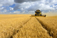 Hydrogel beads deliver nitrogen-fixing bacteria to cereal crop roots in new SDSU proof of concept