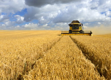 Hydrogel beads deliver nitrogen-fixing bacteria to cereal crop roots in new SDSU proof of concept