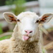 Croatian scientists explore sheep wool as a source of organic fertilizer