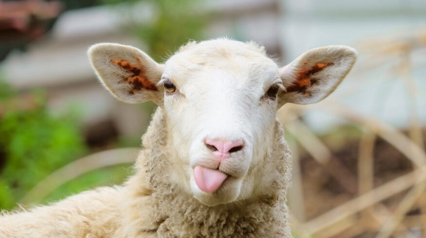 Croatian scientists explore sheep wool as a source of organic fertilizer