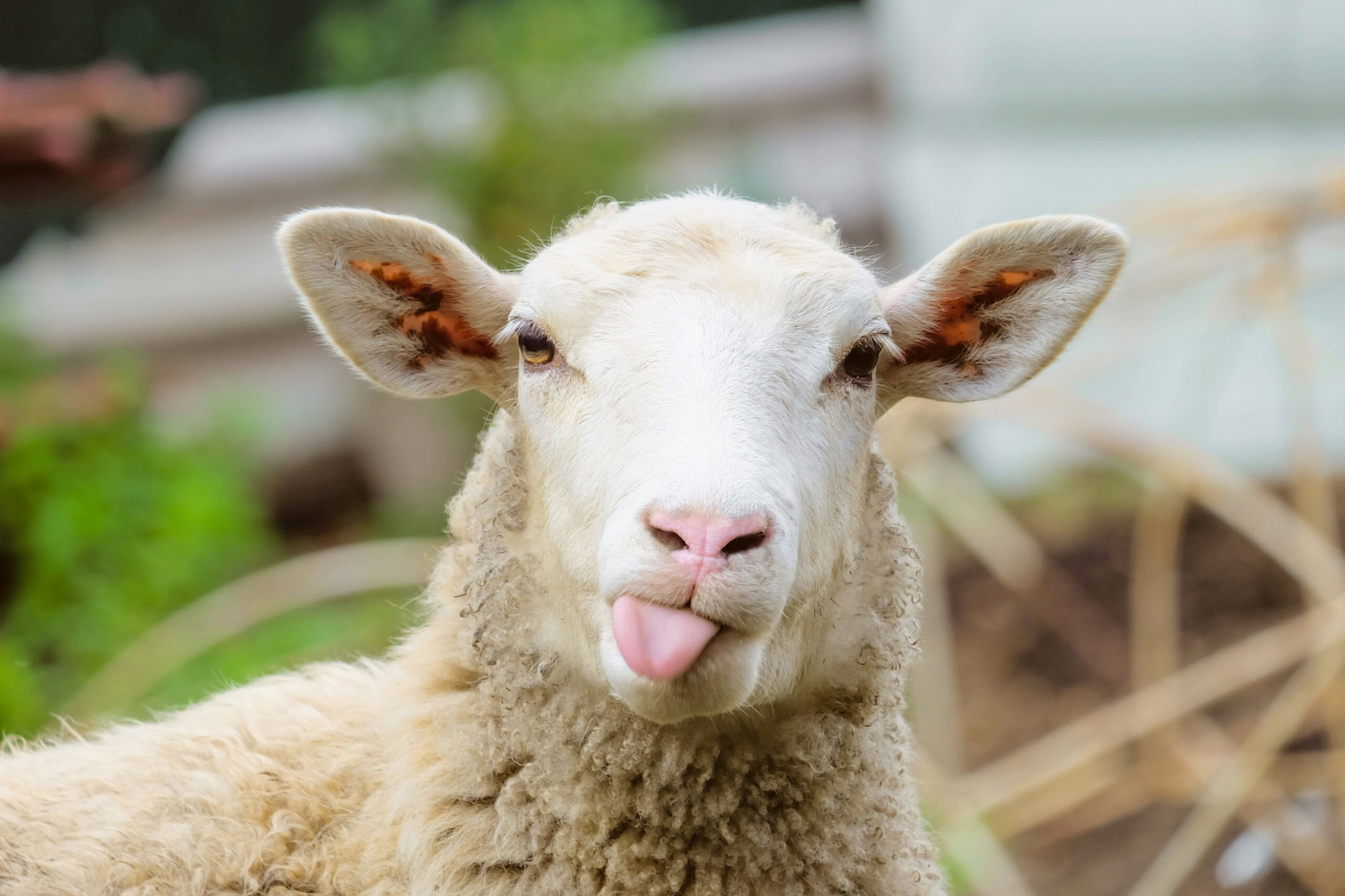 Croatian scientists explore sheep wool as a source of organic fertilizer