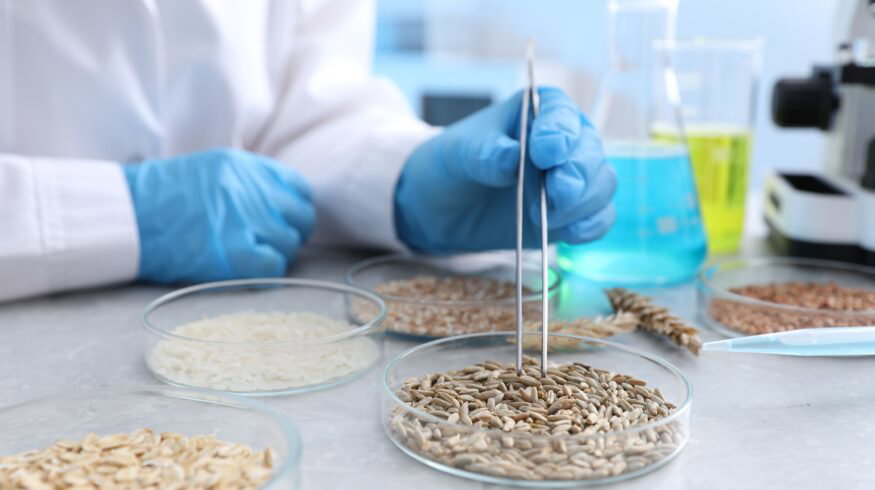 Plasma treatment boosts cyanobacteria nitrogen fixation 258% in breakthrough for rice biofertilizer