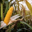 Vylor targets $2 billion in incremental corn revenue by 2035 ahead of September 15 investor day