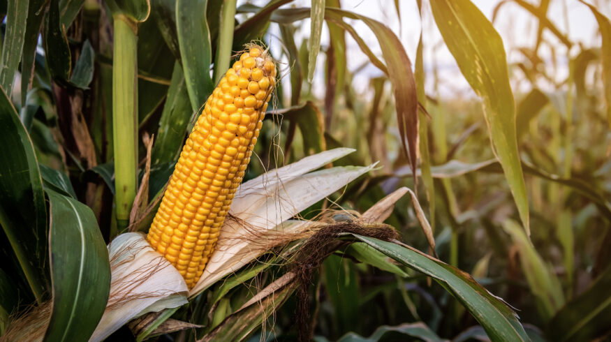 Vylor targets $2 billion in incremental corn revenue by 2035 ahead of September 15 investor day