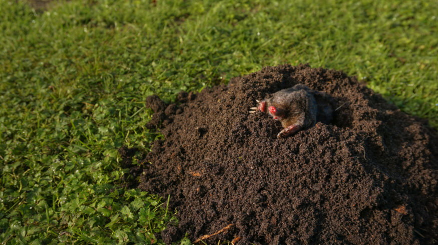 Soil microbiome predators boost plant biomass 53% and may cut nitrogen fertilizer need, study finds